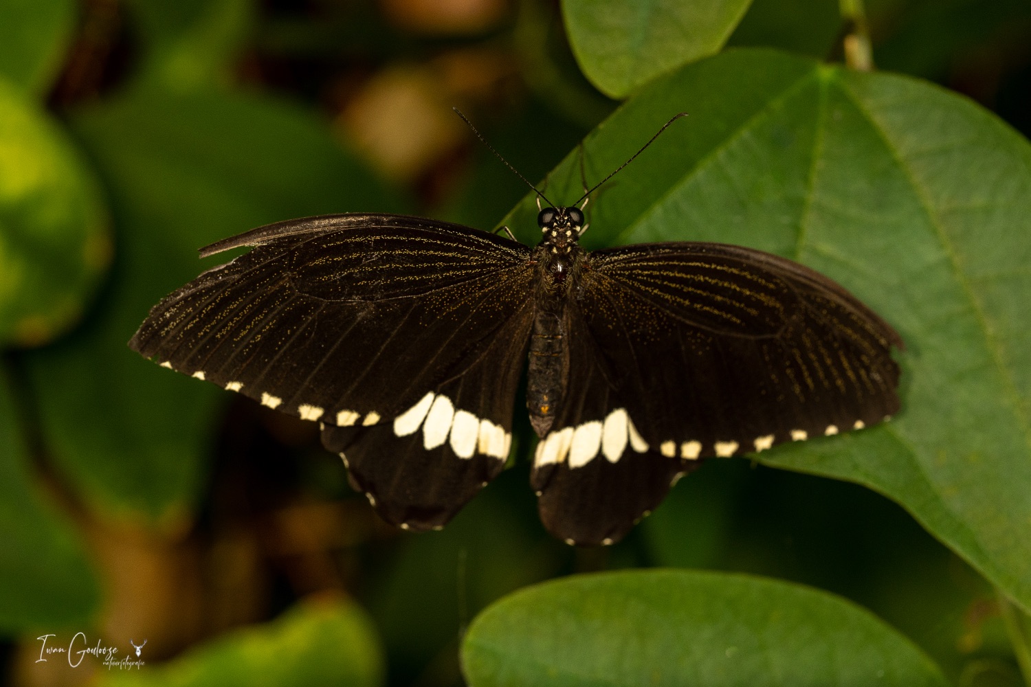  R2A3082 28 mei 2023 1609 45